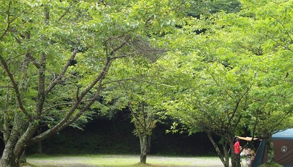 道志村　観光農園キャンプ場